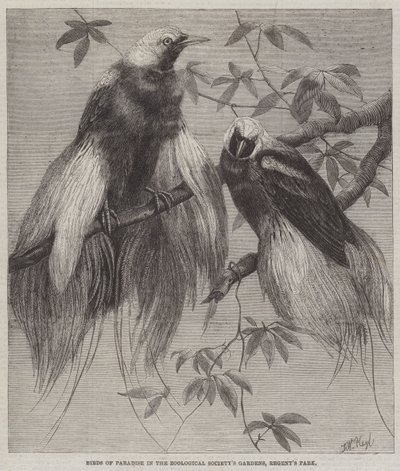 Paradijsvogels in de tuinen van de Zoological Society, Regent